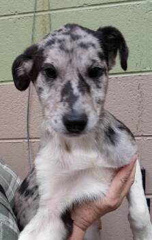 Catahoula Leopard Dog Dogs Available for Adoption in Maynardville, Tennessee - Camille | PetCurious