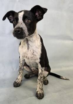 Belle -  Boston Terrier and Mixed Breed Dog for Adoption in Morton Grove, Illinois - Belle | PetCurious