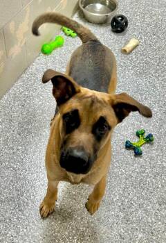 German Shepherd Dog and Black Mouth Cur Dogs Available for Adoption - Arlo | PetCurious