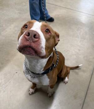 American Staffordshire Terrier Dogs Available for Adoption in Pierceton, Indiana - Simba | PetCurious
