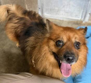 Pomeranian Dogs Available for Adoption in Campbellsville, Kentucky - King | PetCurious