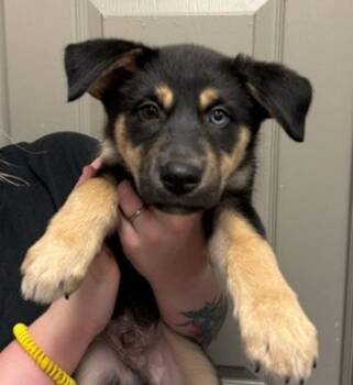 Max -  Shepherd and Siberian Husky Dog for Adoption in Littleton, Colorado - Max | PetCurious
