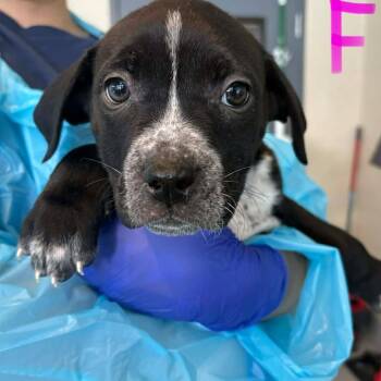 Mixed Breed Dogs Available for Adoption - Anka | PetCurious