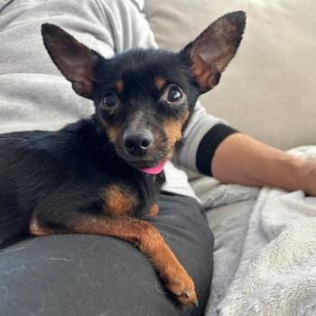 Mixed Breed Dogs Available for Adoption - Kerri Walsh | PetCurious