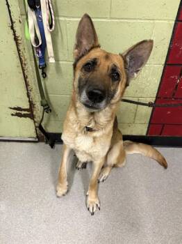 German Shepherd Dog Dogs Available for Adoption - KOTA | PetCurious