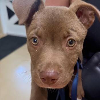 Mixed Breed Dogs Available for Adoption in Winston-salem, North Carolina - Julian | PetCurious