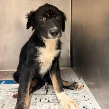 Mr. Pibb -  Shepherd Dog for Adoption in Edinburg, Texas - Mr. Pibb | PetCurious