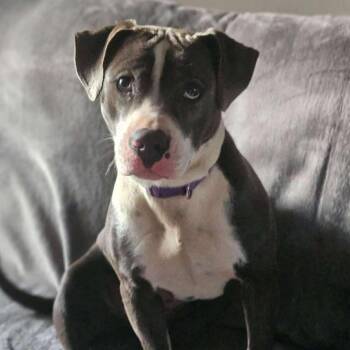 Rescue Mixed Breed Dogs for Adoption in Perryville, Arkansas - Pepper | PetCurious