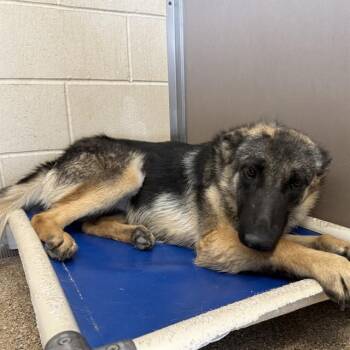 German Shepherd Dog and Mixed Breed Dogs Available for Adoption in Albuquerque, New Mexico - RILEY | PetCurious