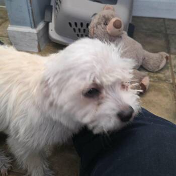 Maltese and Mixed Breed Dogs Available for Adoption - Bear | PetCurious