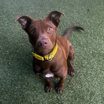 Mixed Breed Dogs Available for Adoption in Asheville, North Carolina - Rudy | PetCurious