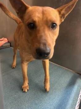 Rescue Basenji Dogs for Adoption in Pearland, Texas - SENJI | PetCurious