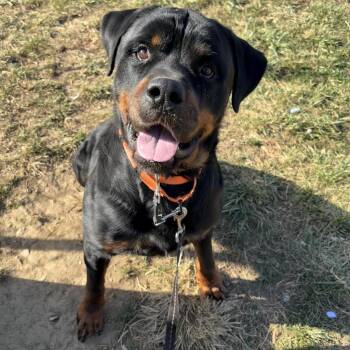 Rescue Rottweiler Dogs for Adoption - Dude | PetCurious