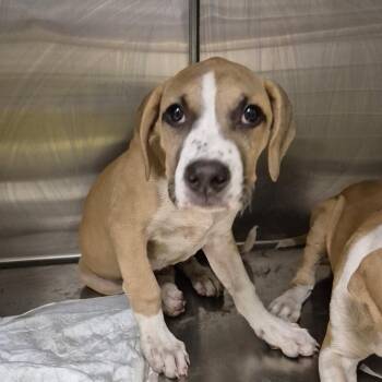Terrier and Mixed Breed Dogs Available for Adoption in Bastrop, Texas - Peanut 26-05-150 | PetCurious