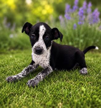 Frog -  Chihuahua Dog for Adoption in Chattanooga, Tennessee - Frog | PetCurious