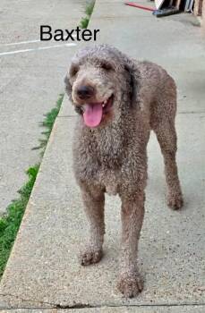 Baxter KW in MS -  Standard Poodle Dog for Adoption in Warwick, Rhode Island - Baxter KW In MS | PetCurious
