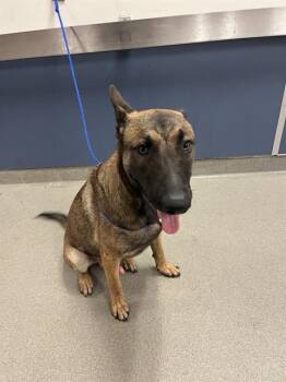 VICTOR -  Belgian Shepherd Malinois Dog for Adoption in Doral, Florida - VICTOR | PetCurious