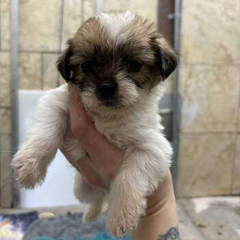 Terrier Dogs Available for Adoption - Coral | PetCurious