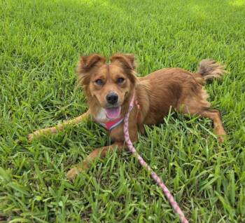 Rescue Mixed Breed Dogs for Adoption in Palm City, Florida - TOFFEE | PetCurious