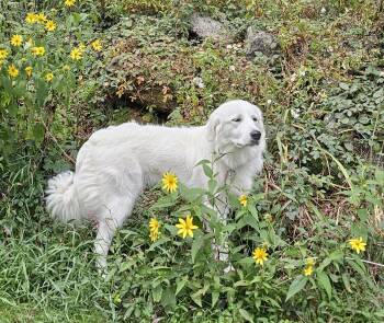 Meleys in NH -  Great Pyrenees Dog for Adoption in Newport, New Hampshire - Meleys In NH | PetCurious