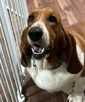 MAISEY -  Basset Hound Dog for Adoption in Hamilton, New Jersey - MAISEY | PetCurious