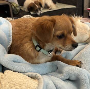 Louise -  Chihuahua Dog for Adoption in Lancaster, California - Louise | PetCurious