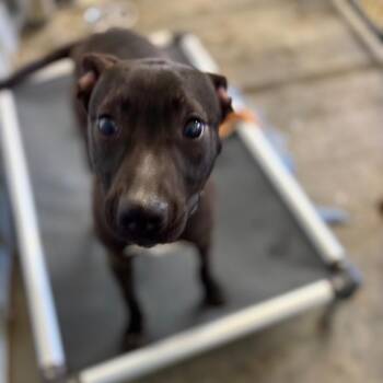 Mixed Breed Dogs Available for Adoption in Parrish, Alabama - Pipsqueak | PetCurious