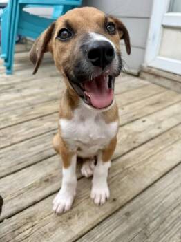 Porter -  Hound and Shepherd Dog for Adoption in Greenlawn, New York - Porter | PetCurious
