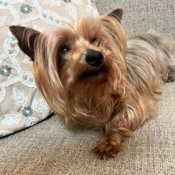 Yorkshire Terrier Dogs Available for Adoption in Wake Forest, North Carolina - Miku | PetCurious