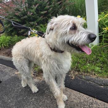 Jessie -  Standard Poodle and German Shepherd Dog Dog for Adoption in Guilford, Connecticut - Jessie | PetCurious