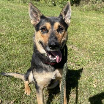 Harley -  German Shepherd Dog Dog for Adoption in Allegan, Michigan - Harley | PetCurious