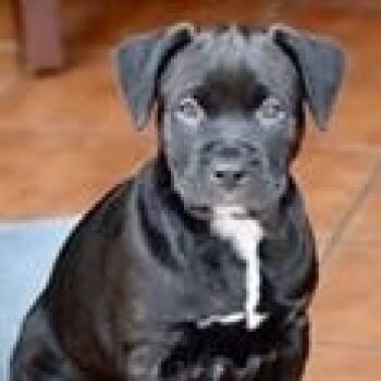 Labrador Retriever Dogs Available for Adoption - BREE- Needs A Forever Home! | PetCurious