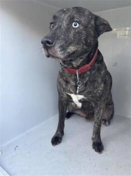 Siberian Husky and Bull Terrier Dogs Available for Adoption in Houston, Texas - KEVIN | PetCurious