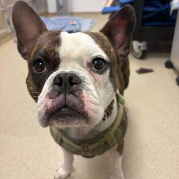 Boba -  Mixed Breed Dog for Adoption in Westhampton, New York - Boba | PetCurious