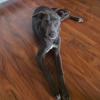 Belle -  Pit Bull Terrier and Mixed Breed Dog for Adoption in Corpus Christi, Texas - Belle | PetCurious