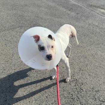 Chloe -  Mixed Breed Dog for Adoption in Fairport, New York - Chloe | PetCurious