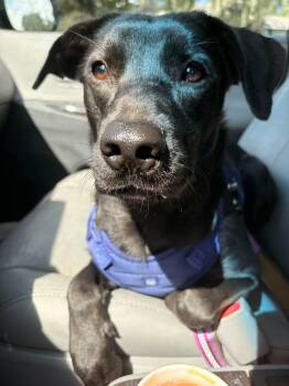 Ferrari -  Black Labrador Retriever Dog for Adoption in Inverness, Florida - Ferrari | PetCurious