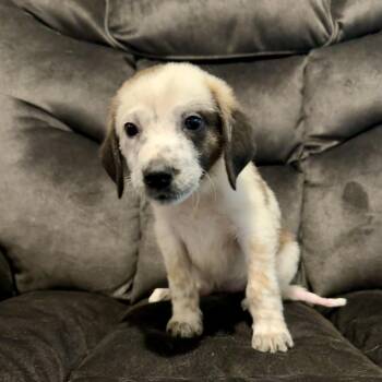 Lane -  Australian Cattle Dog Blue Heeler and Border Collie Dog for Adoption in Minneapolis, Minnesota - Lane | PetCurious