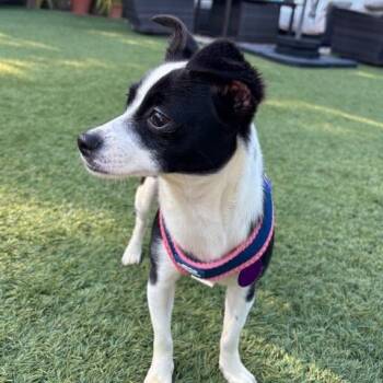 Chihuahua Dogs Available for Adoption in Pacifica, California - Holly | PetCurious