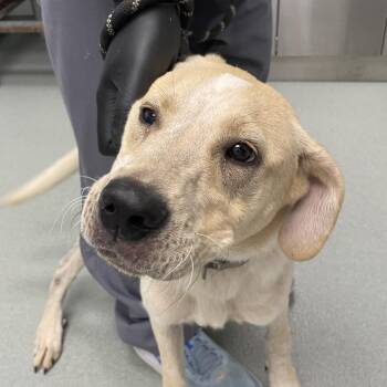 Rhett -  Great Pyrenees and Labrador Retriever Dog for Adoption in Portland, Oregon - Rhett | PetCurious