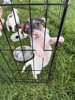 Dominoe -  Chihuahua and Miniature Pinscher Dog for Adoption in Gilberts, Illinois - Dominoe | PetCurious