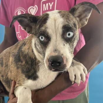 Ames - Local August 28-30 -  American Bulldog Dog for Adoption in Brookshire, Texas - Ames - Local August 28-30 | PetCurious