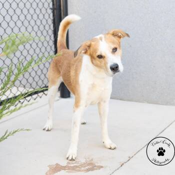 Lucky -  Mixed Breed Dog for Adoption in Abilene, Texas - Lucky | PetCurious