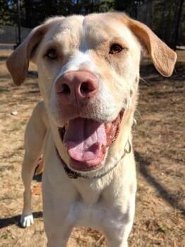 Rescue Mixed Breed Dogs for Adoption in Swanzey, New Hampshire - Aspen | PetCurious