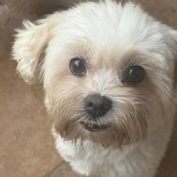 Miniature Schnauzer and Shih Tzu Dogs Available for Adoption in Houston, Texas - ELOISE | PetCurious