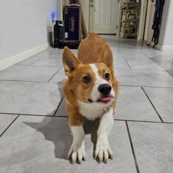 Otto -  Corgi and Mixed Breed Dog for Adoption in Pearland, Texas - Otto | PetCurious