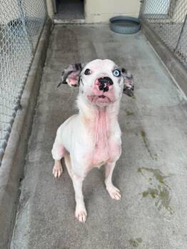 Sugar -  Australian Shepherd Dog for Adoption in Wilmington, North Carolina - Sugar | PetCurious