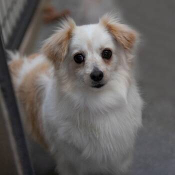 Maltese and Pomeranian Dogs Available for Adoption in Peyton, Colorado - Skye (MR26-365) | PetCurious