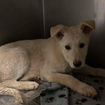 Shepherd and Husky Dogs Available for Adoption - Stinkerbelle | PetCurious