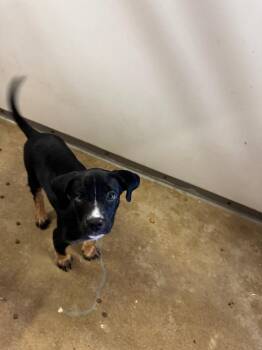 Cheeto -  Rottweiler and Mixed Breed Dog for Adoption in Belton, Texas - Cheeto | PetCurious